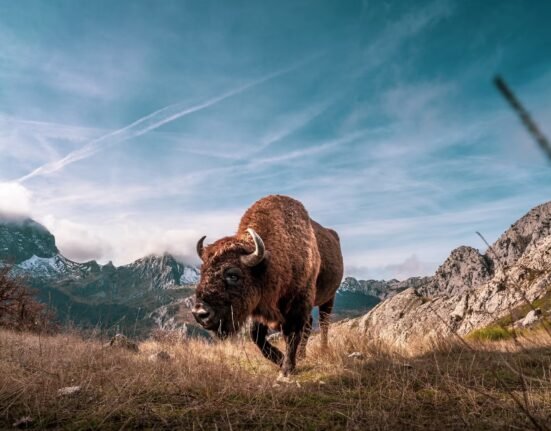 Aggressive bull bison attack tourists at Yellowstone campground