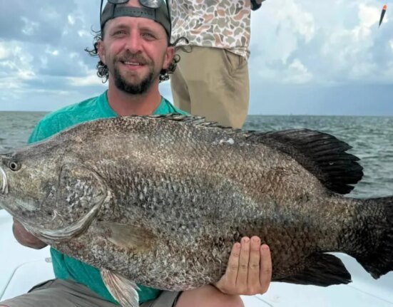 Angler catches one of the largest tripletail ever caught in his state