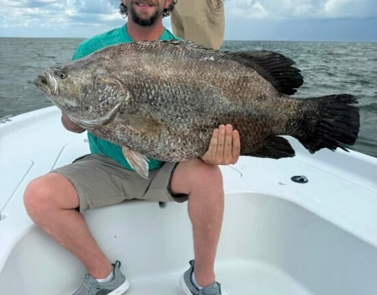 Angler reels in one of the largest tripletail ever caught in the bay