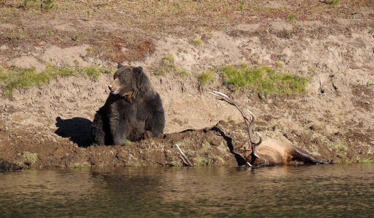 Animal advocates ask Montana to force hunters and trappers to carry bear spray