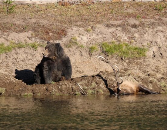 Animal advocates ask Montana to force hunters and trappers to carry bear spray
