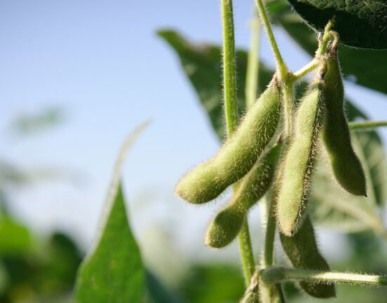 China makes biggest US soybean purchase since 2023