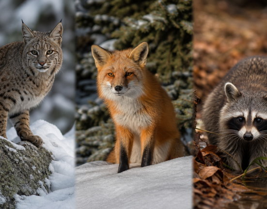 Colorado lowers furbearer bag limits for bobcats, foxes and raccoons