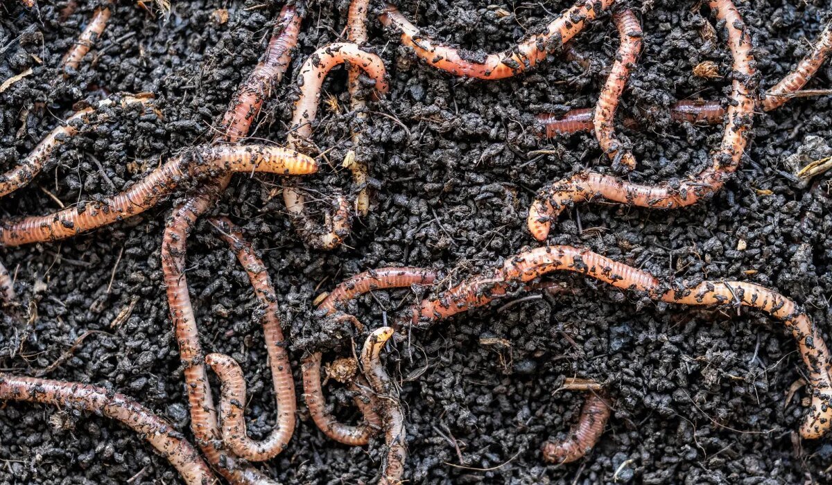 Dig Your Own Bait: Visit These Secret Places to Find Giant Worm Colonies