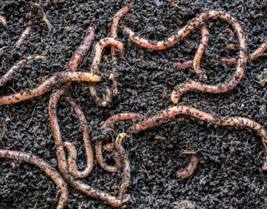 Dig Your Own Bait: Visit These Secret Places to Find Giant Worm Colonies