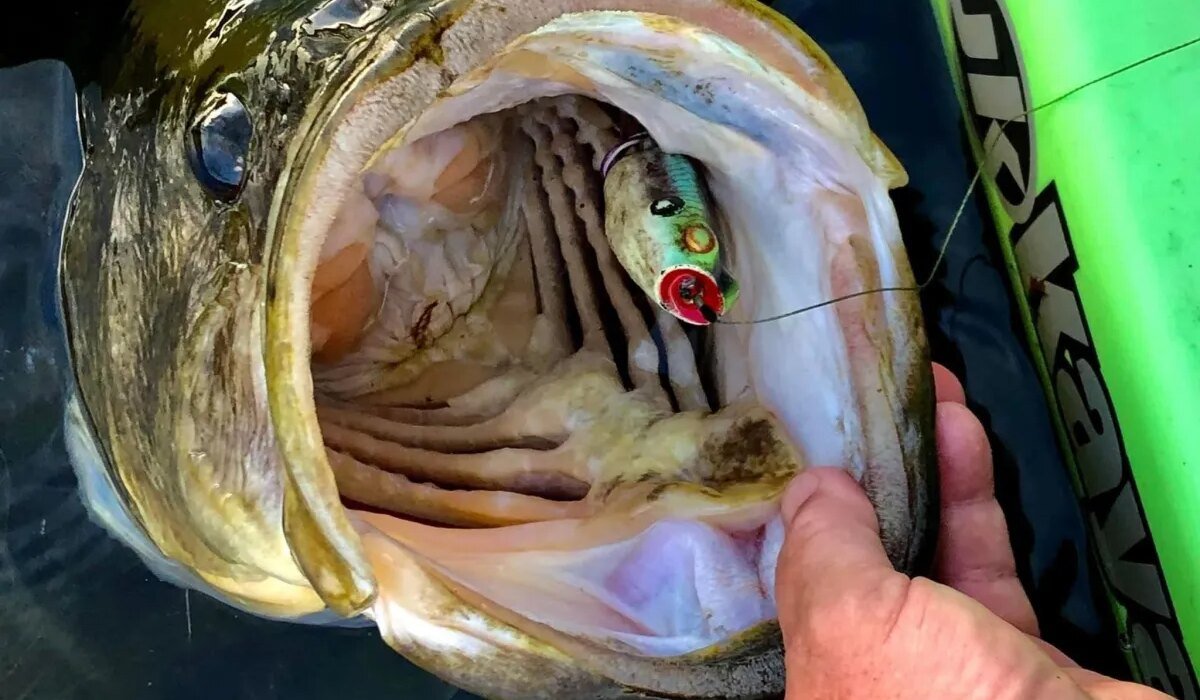 Do bass actually eat frogs, or do they simply kill them? These fishermen tried to find out