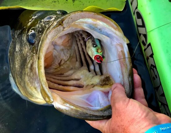 Do bass actually eat frogs, or do they simply kill them? These fishermen tried to find out