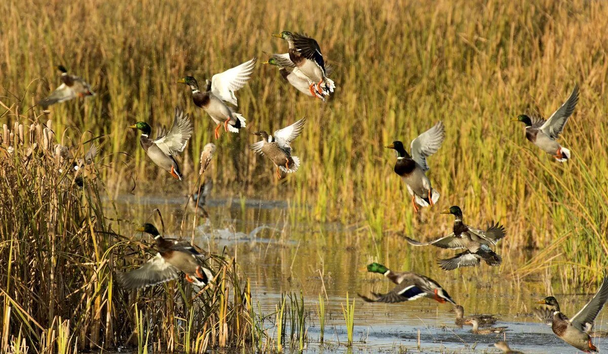 Duck hunters are on high alert due to this announcement from USFWS