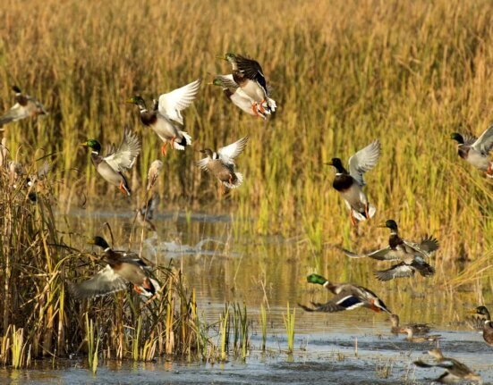 Duck hunters are on high alert due to this announcement from USFWS
