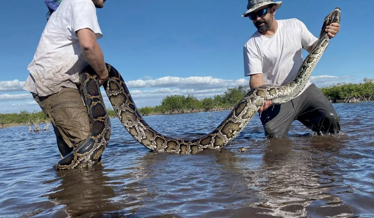 Florida's $10,000 Python Challenge underway in the Everglades