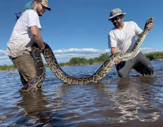 Florida's $10,000 Python Challenge underway in the Everglades