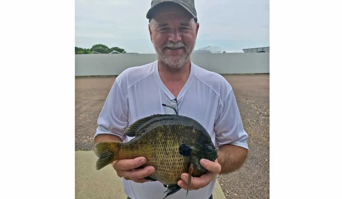 Giant bluegill breaks Minnesota state record. This is the second time this year the lake has produced record panfish