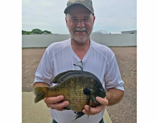 Giant bluegill breaks Minnesota state record. This is the second time this year the lake has produced record panfish