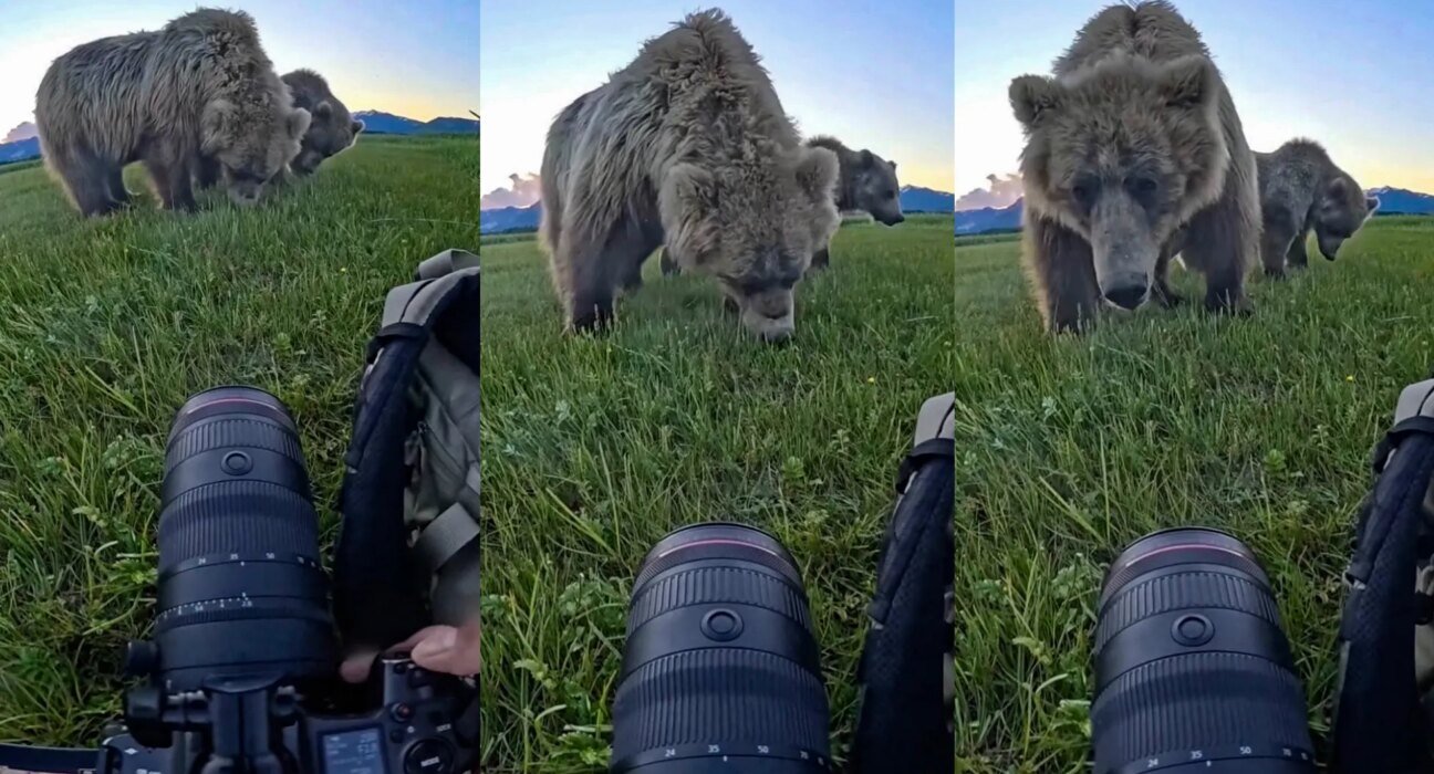 Have a close encounter with a grizzly bear in Katmai National Park