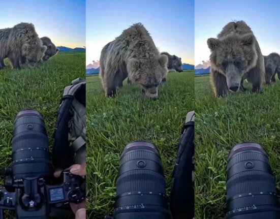 Have a close encounter with a grizzly bear in Katmai National Park