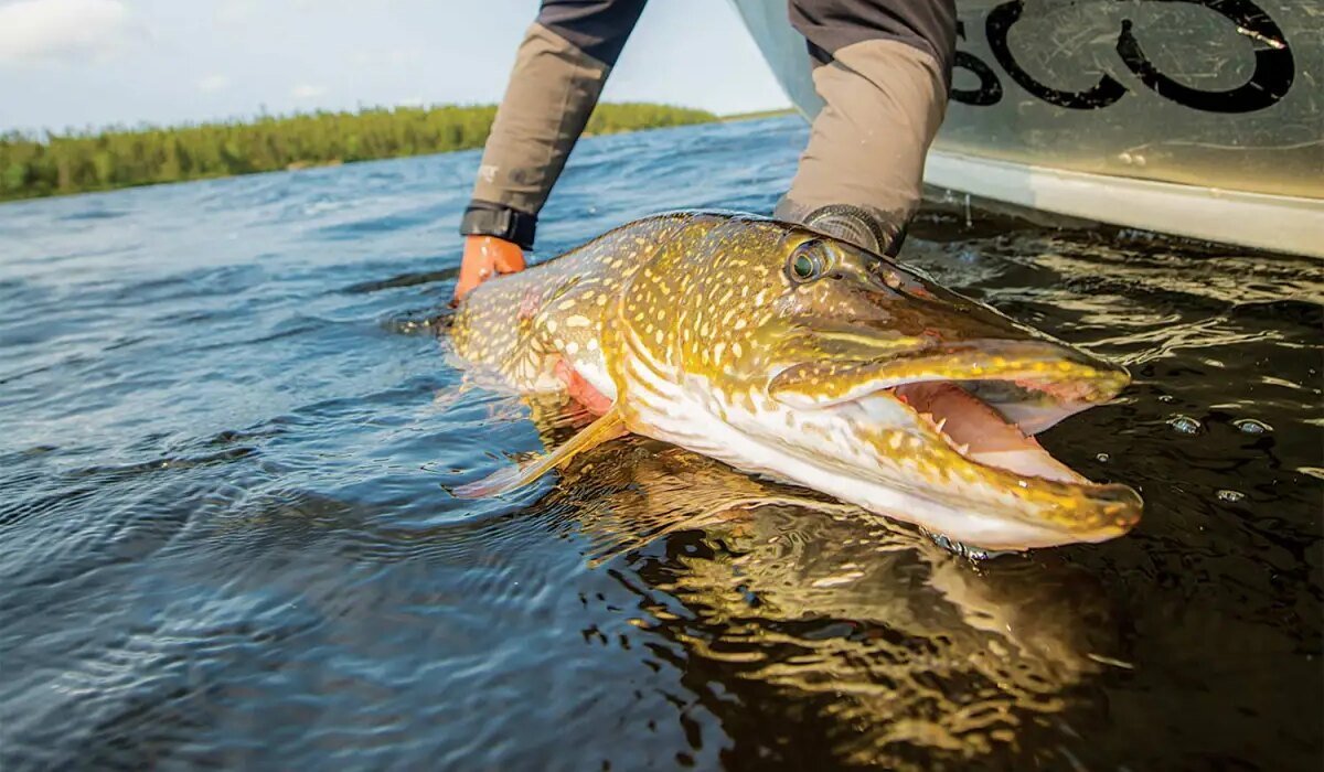 Here's why you shouldn't fish for muskie or trophy pike when the water temperature is over 75 degrees