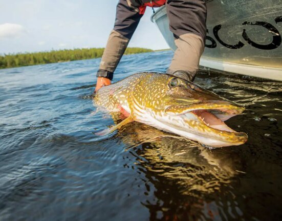 Here's why you shouldn't fish for muskie or trophy pike when the water temperature is over 75 degrees