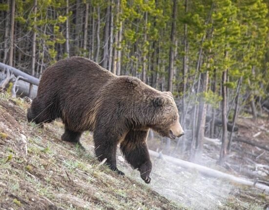 Hiker's final moments revealed in Glacier bear attack