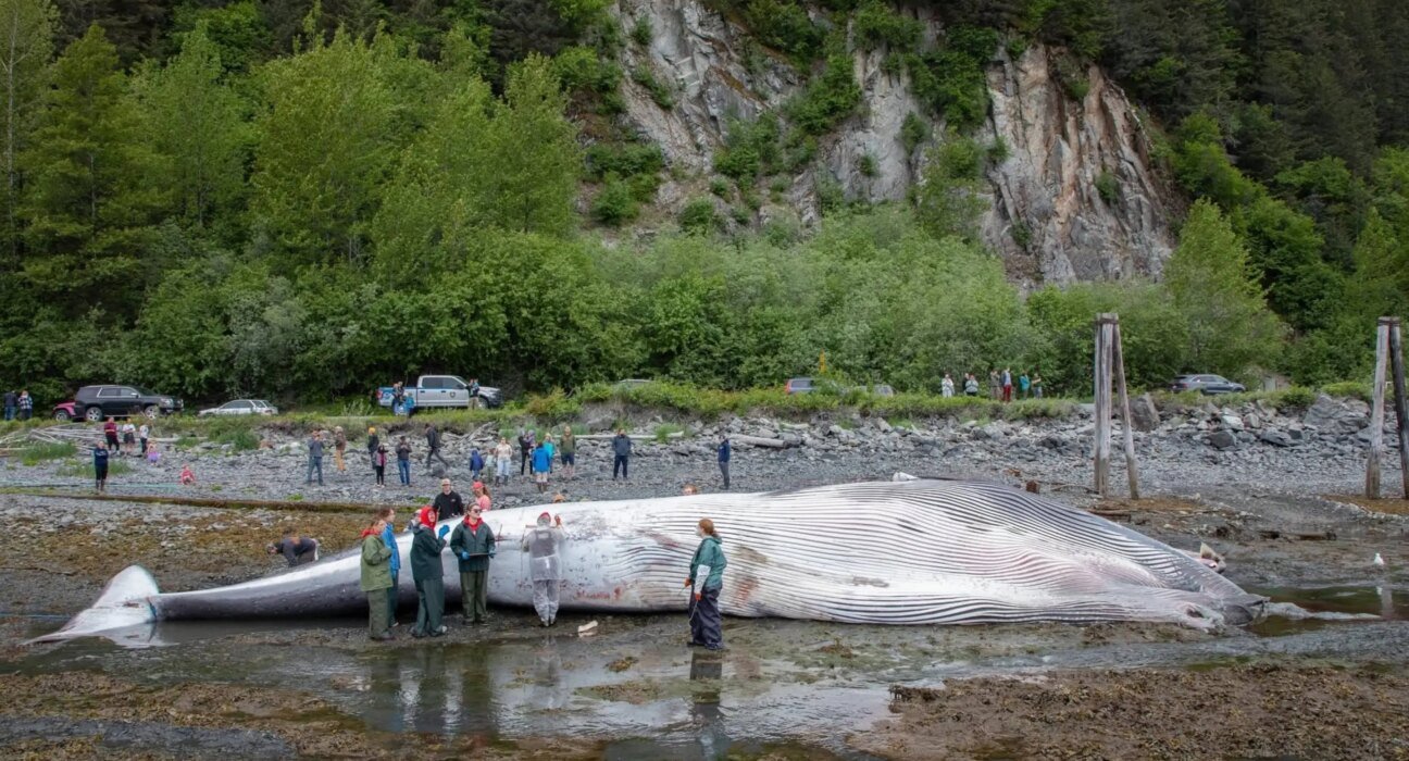 How do you advocate for whales? hold a funeral