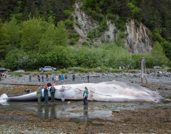 How do you advocate for whales? hold a funeral