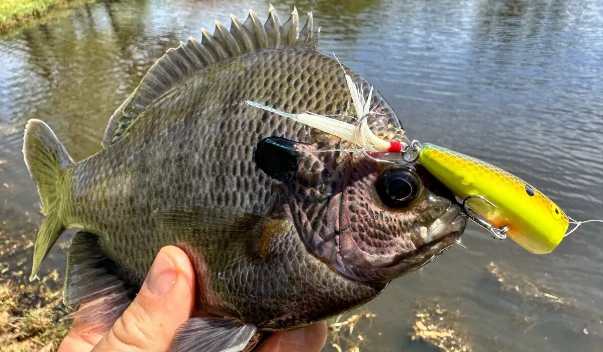 How to Catch a Popper Fish Like a Pro: 4 Tricks to Get More Topwater Bites