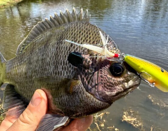 How to Catch a Popper Fish Like a Pro: 4 Tricks to Get More Topwater Bites