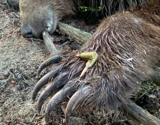 I hunted grizzlies with a 22 ARC
