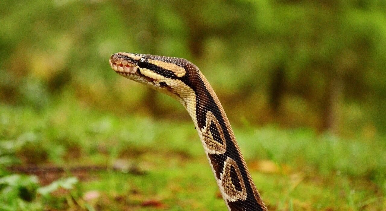 Invasive Burmese pythons establish new population in Southwest Florida