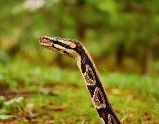 Invasive Burmese pythons establish new population in Southwest Florida