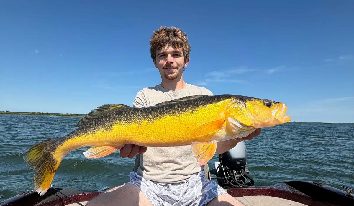 'It was an extremely strange flash in the water.' Angler catches incredibly rare golden walleye