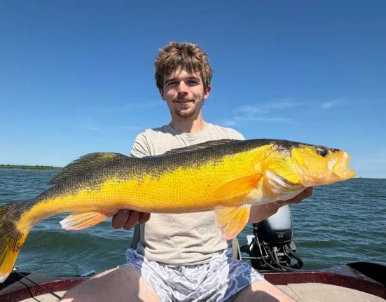 'It was an extremely strange flash in the water.' Angler catches incredibly rare golden walleye