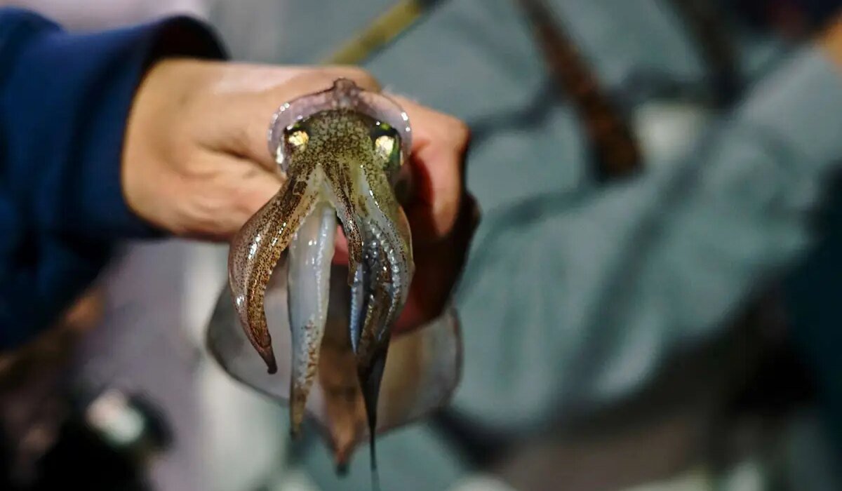 Jigging is the best night fishing party for squid