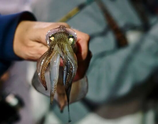 Jigging is the best night fishing party for squid