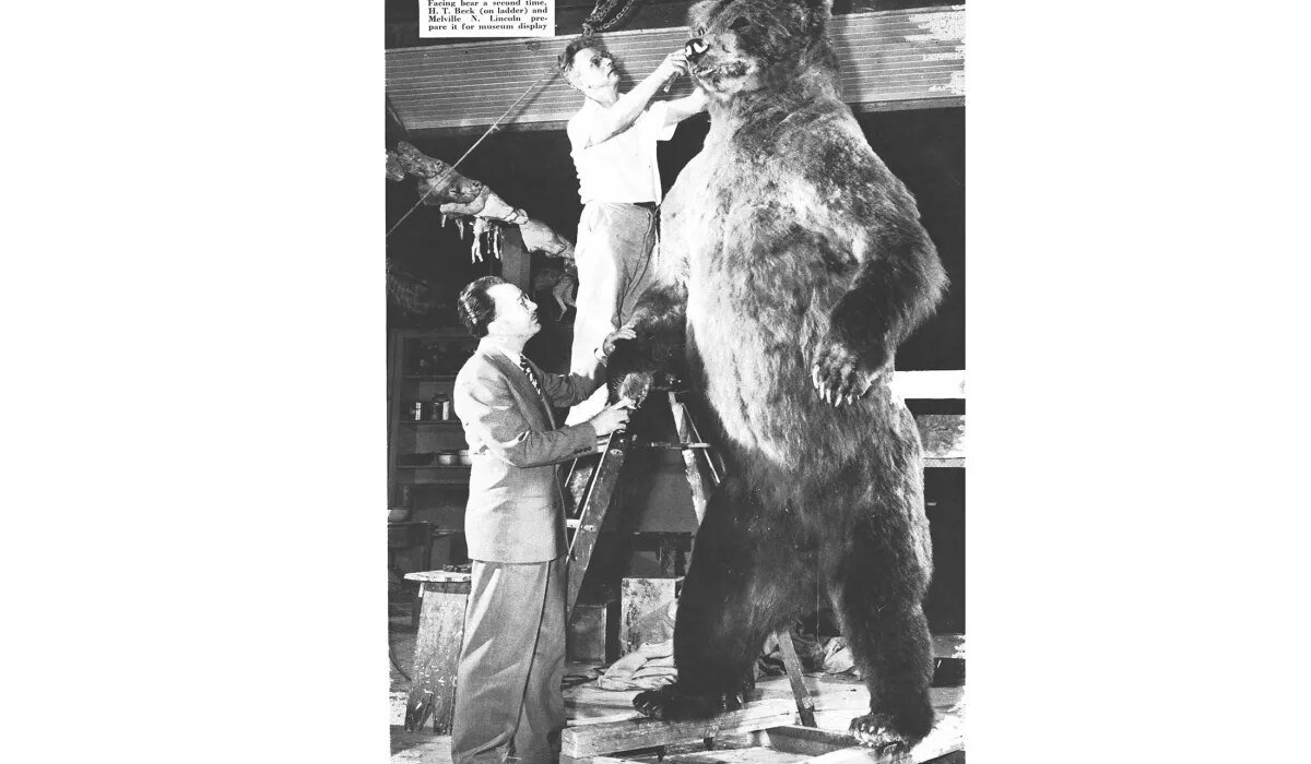 Los Angeles museum curator takes shot of world's largest bear