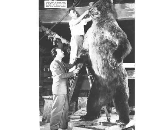 Los Angeles museum curator takes shot of world's largest bear
