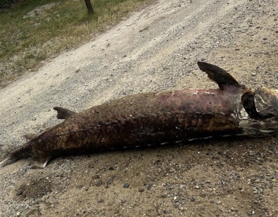 Michigan DNR investigating after 6-foot preserved sturgeon found dumped on road