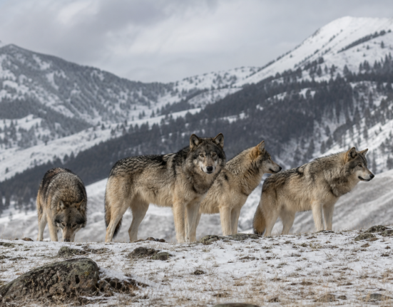 Montana FWP lowers wolf population estimate, proposes new hunting and trapping rules