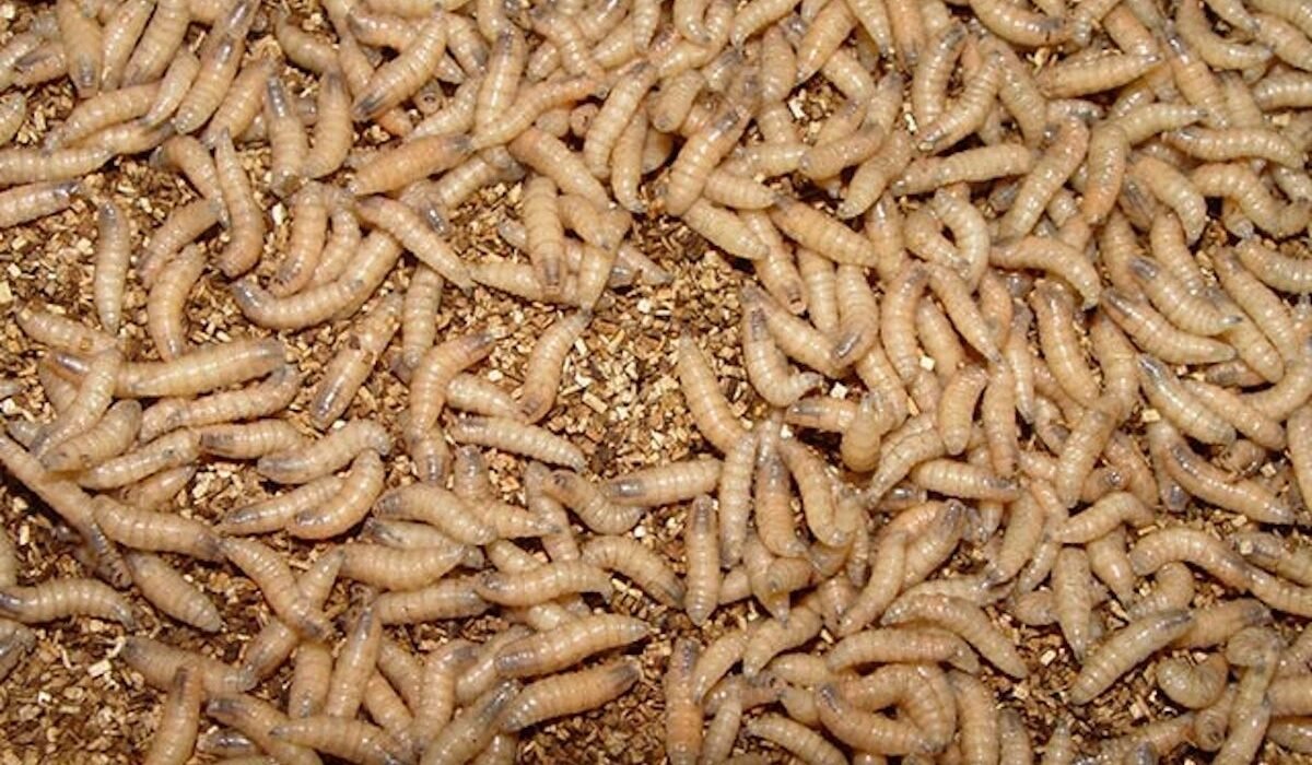 New World screwworm spreading in Texas and New Mexico