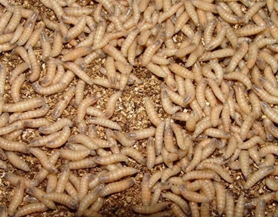 New World screwworm spreading in Texas and New Mexico