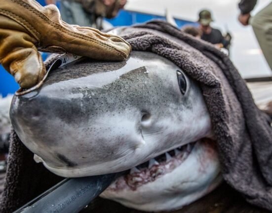 New study shows US Gulf is winter habitat for great white sharks