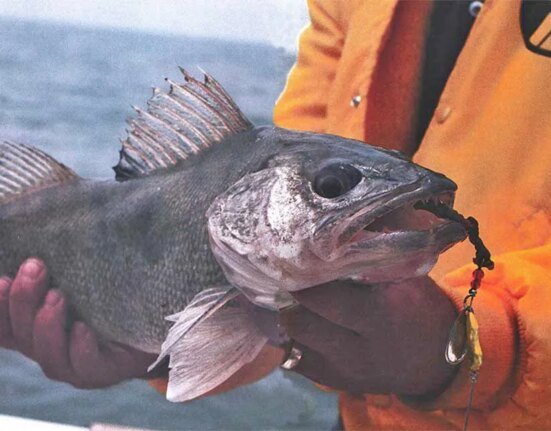 No forward-facing sonar? Here's how to catch walleye the traditional way in late summer