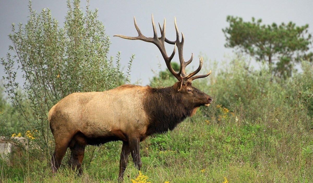 North Carolina's first elk hunt set for 2027