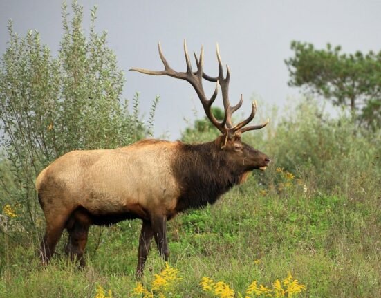 North Carolina's first elk hunt set for 2027