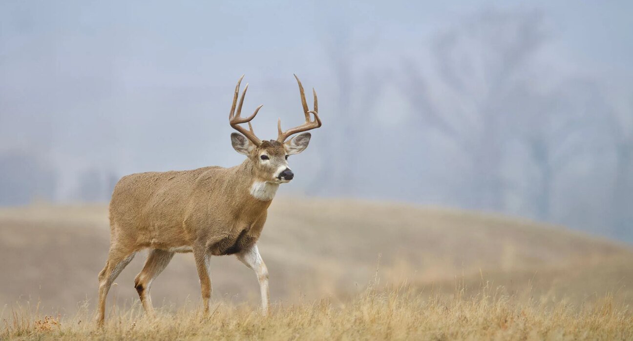 Ohio to spend $50 million on public hunting land acquisition