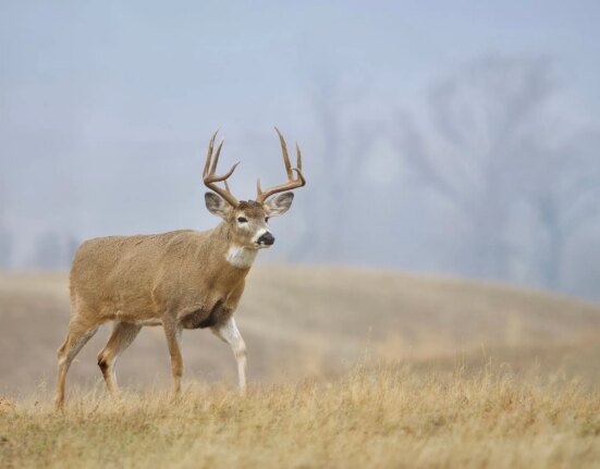 Ohio to spend $50 million on public hunting land acquisition