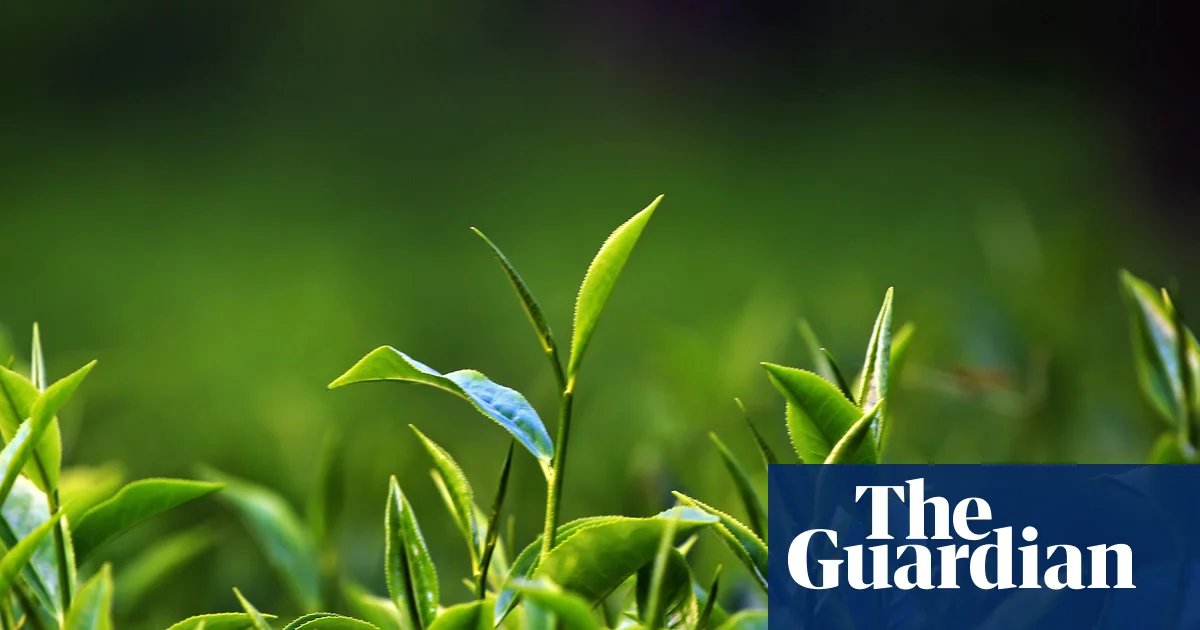 Revisited: A Scottish Tea Mystery, Episode One – Green Shoots | Science