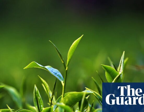 Revisited: A Scottish Tea Mystery, Episode One – Green Shoots | Science