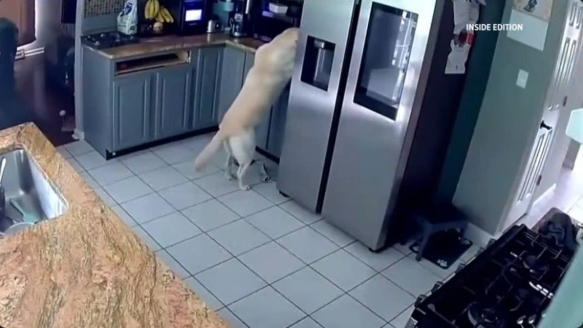 Ring camera shows family dog accidentally starting deadly house fire