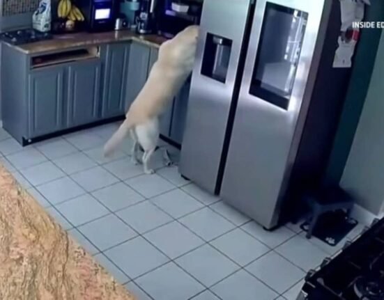 Ring camera shows family dog ​​accidentally starting deadly house fire