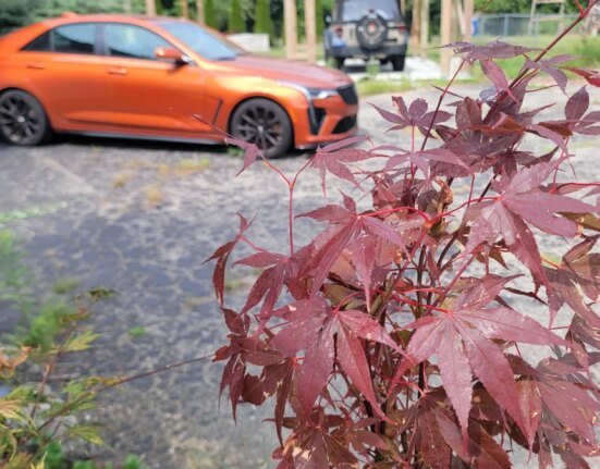 Short-sighted profiteering is killing enthusiast cars and the future of enthusiasts